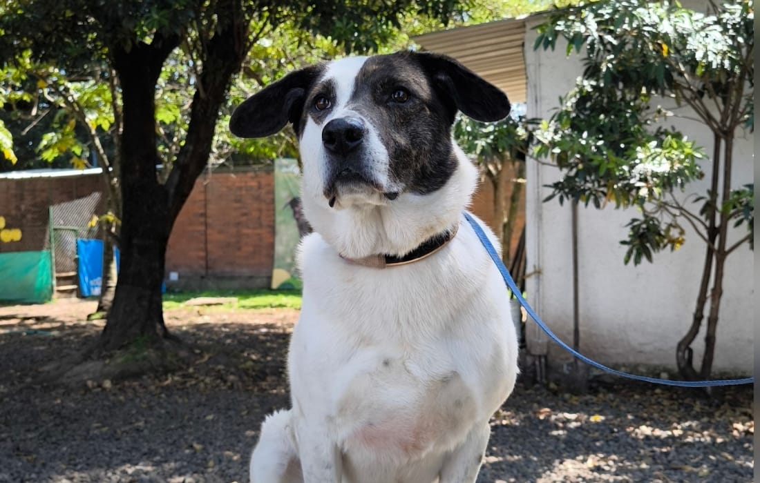 Benji, el guardián del amor